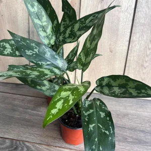 Aglaonema Maria Live Plant - Chinese Evergreen, 4-inch Pot, Indoor - Image 3