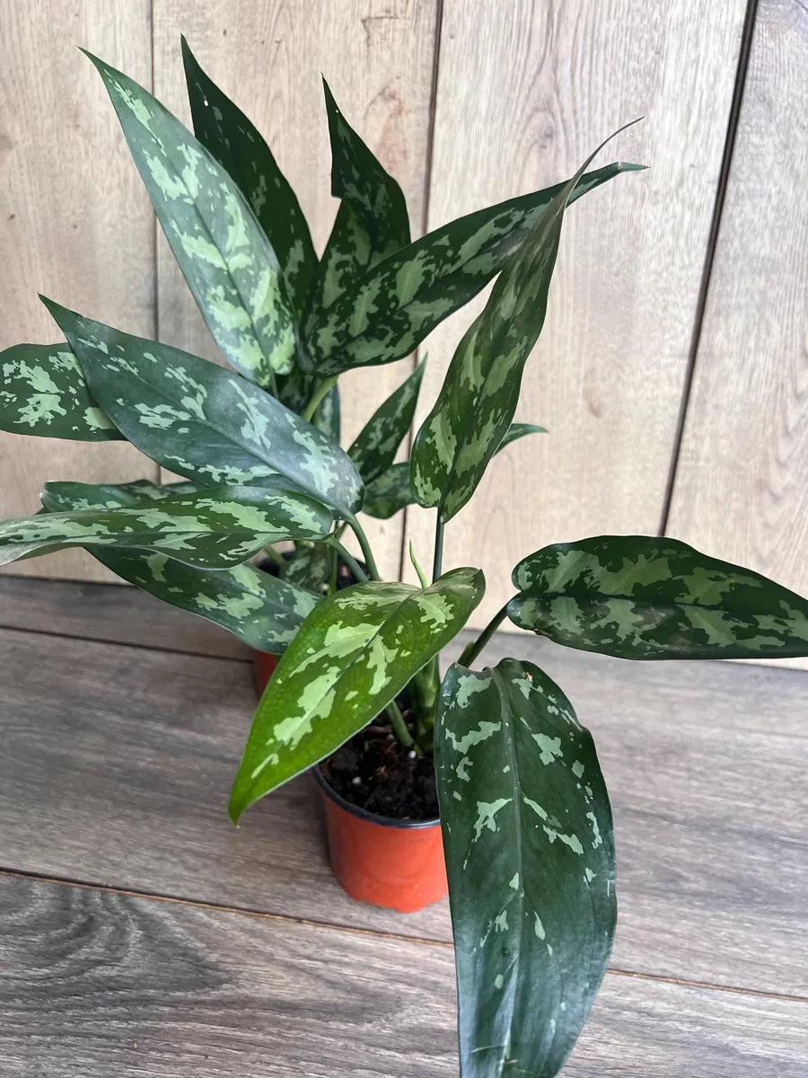 Aglaonema Maria Live Plant - Chinese Evergreen, 4 inch Pot, Indoor - Image 3