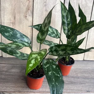 Aglaonema Maria Live Plant - Chinese Evergreen, 4 inch Pot, Indoor - Image 4