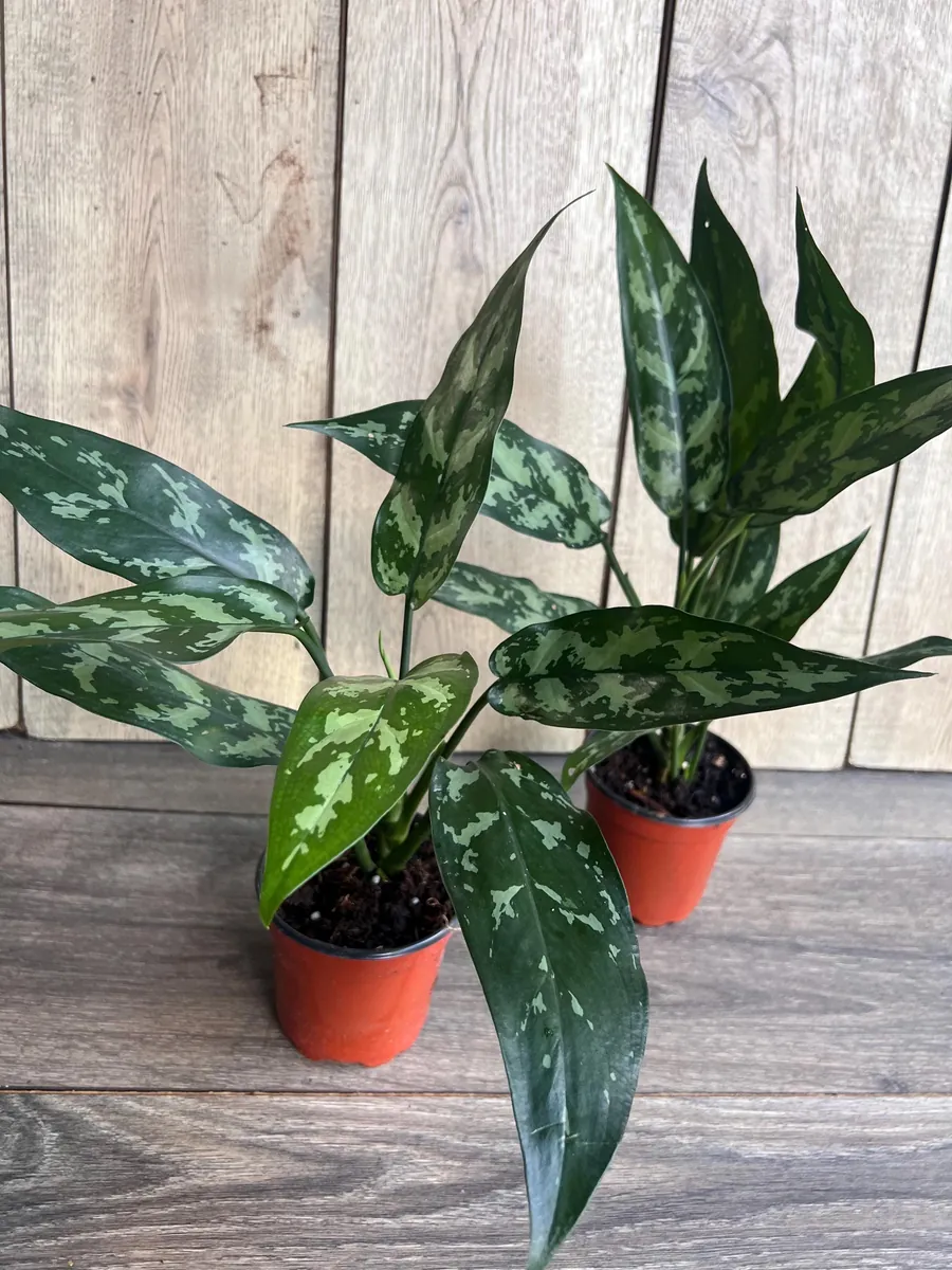 Aglaonema Maria Live Plant - Chinese Evergreen, 4 inch Pot, Indoor - Image 4