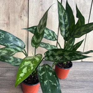 Aglaonema Maria Live Plant - Chinese Evergreen, 4 inch Pot, Indoor - Image 5