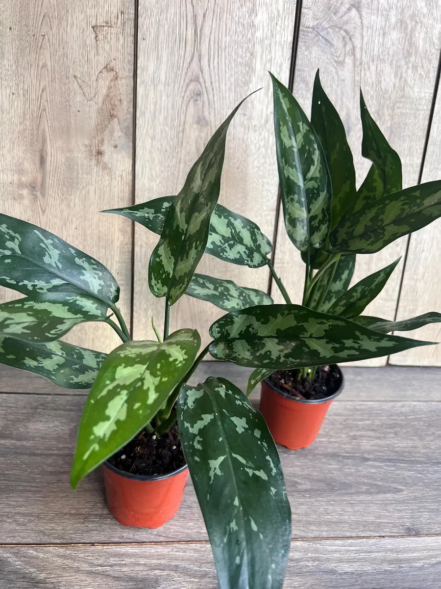 Aglaonema Maria Live Plant - Chinese Evergreen, 4 inch Pot, Indoor - Image 5