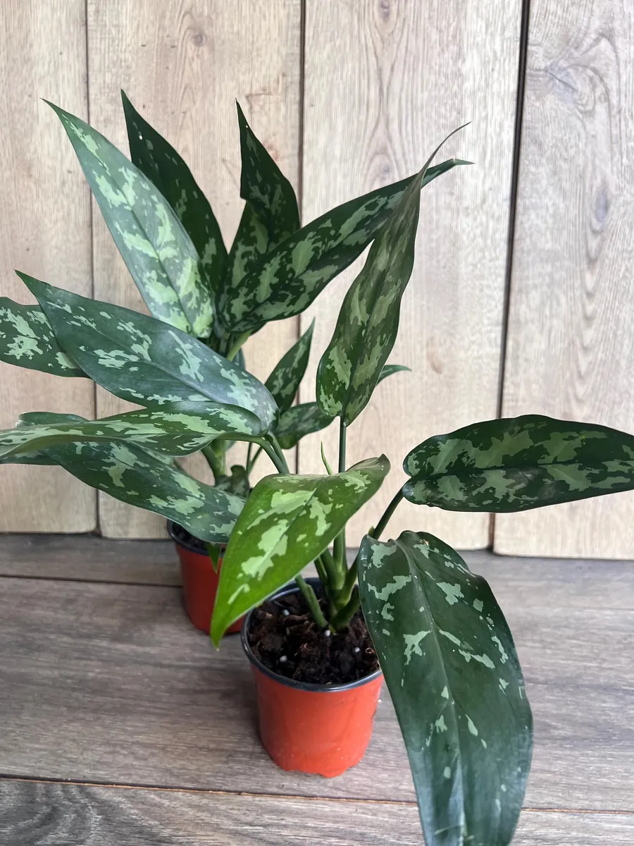 Aglaonema Maria Live Plant - Chinese Evergreen, 4 inch Pot, Indoor - Image 6