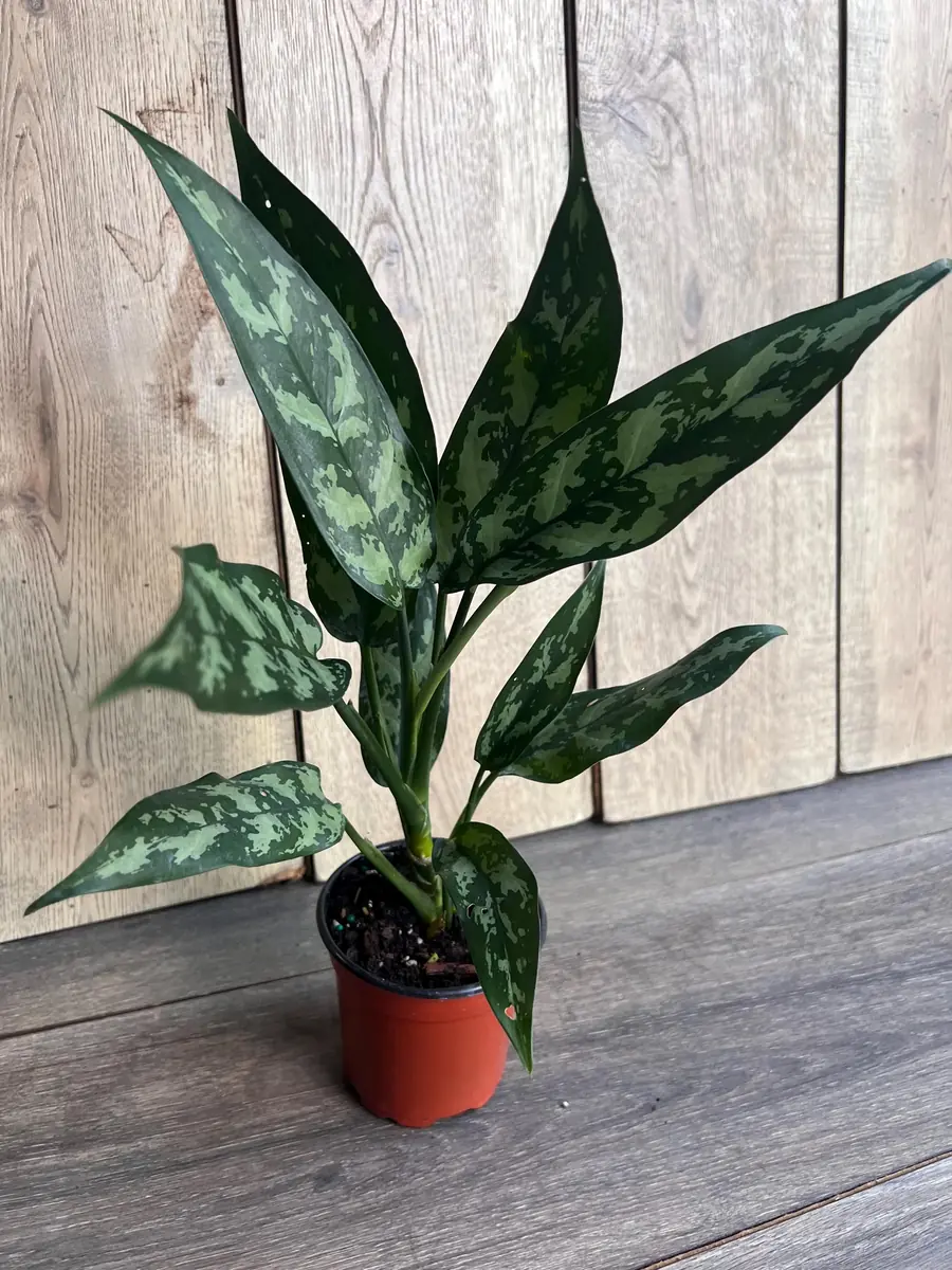 Aglaonema Maria Live Plant - Chinese Evergreen, 4 inch Pot, Indoor - Image 7