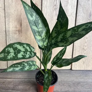 Aglaonema Maria Live Plant - Chinese Evergreen, 4 inch Pot, Indoor - Image 8