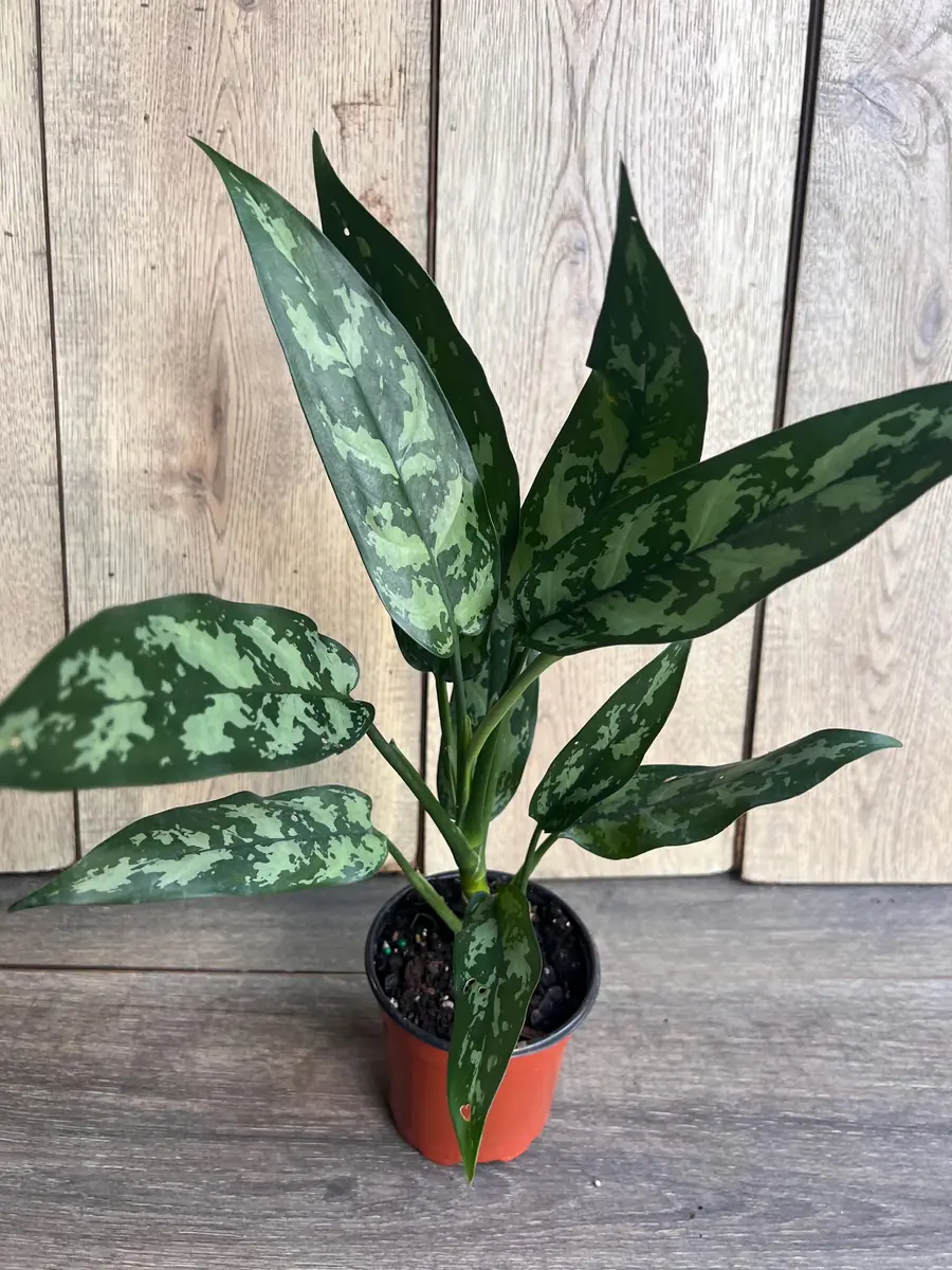 Aglaonema Maria Live Plant - Chinese Evergreen, 4 inch Pot, Indoor - Image 8