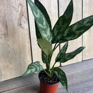 Aglaonema Maria Live Plant - Chinese Evergreen, 4-inch Pot, Indoor - Image 9