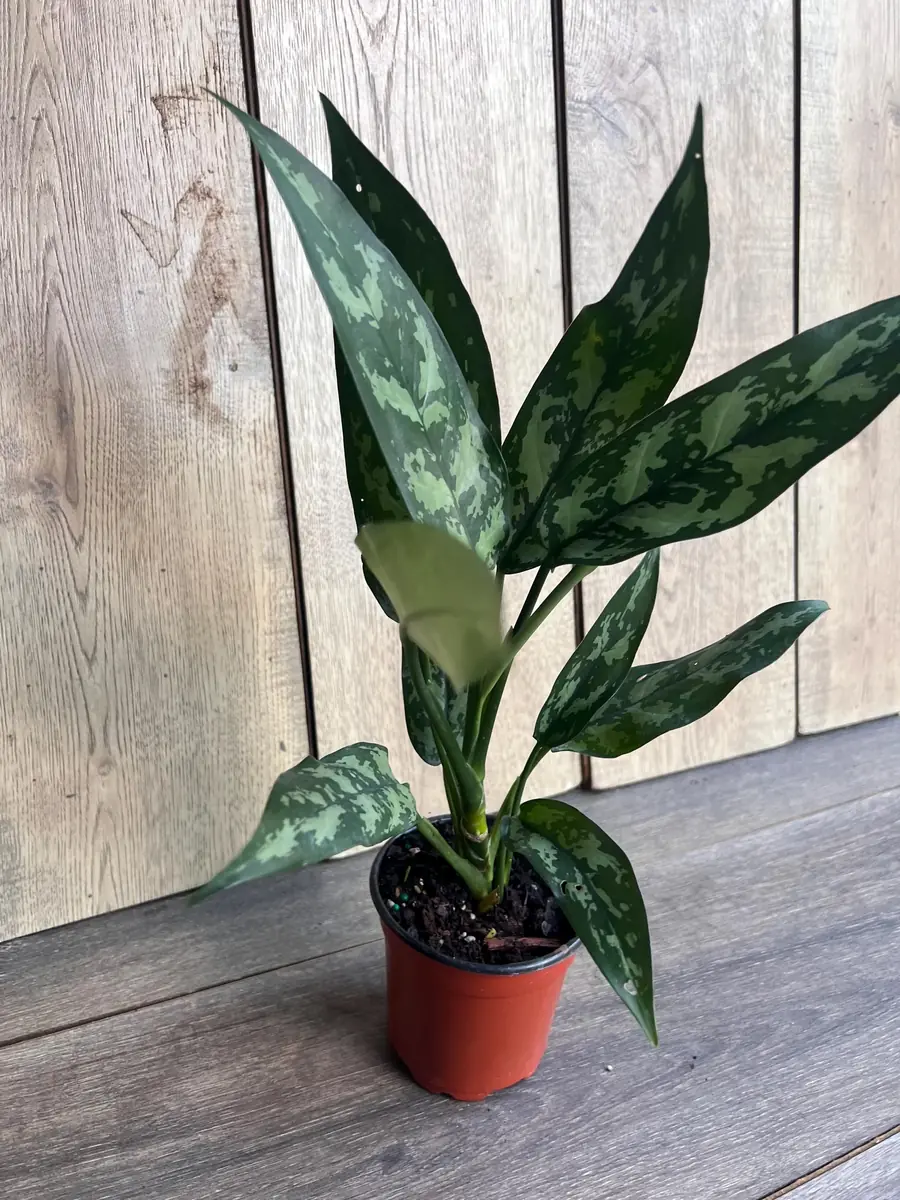 Aglaonema Maria Live Plant - Chinese Evergreen, 4 inch Pot, Indoor - Image 9