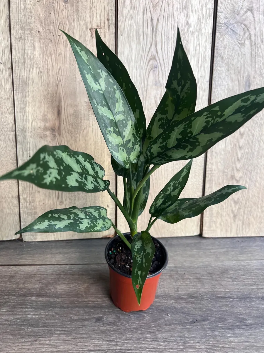 Aglaonema Maria Live Plant - Chinese Evergreen, 4 inch Pot, Indoor - Image 1