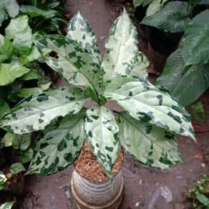Aglaonema Pictum Bicolor Live Starter Plant - Indoor Houseplant - Image 1