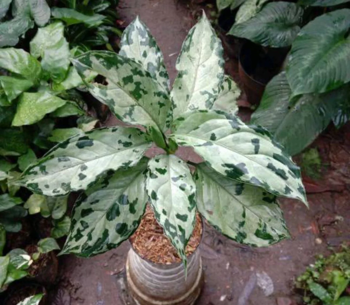 Aglaonema Pictum Bicolor Live Starter Plant - Indoor Houseplant - Image 1