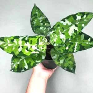 Aglaonema Pictum Tricolor Live Plant – Multi Stem – 4 inch Pot – Indoor - Image 1