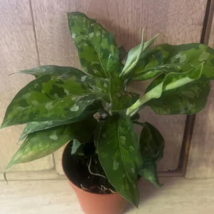 Aglaonema Pictum Tricolor Live Plant - Rare Camouflage Foliage, 4 inch Pot - Image 10