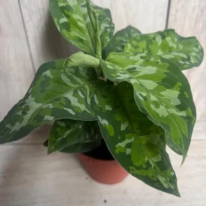 Aglaonema Pictum Tricolor Live Plant - Rare Camouflage Foliage, 4 inch Pot - Image 2