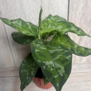 Aglaonema Pictum Tricolor Live Plant - Rare Camouflage Foliage, 4 inch Pot - Image 3