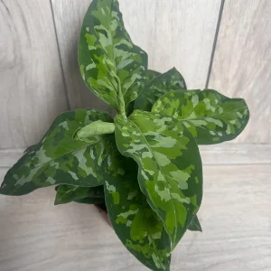 Aglaonema Pictum Tricolor Live Plant - Rare Camouflage Foliage, 4 inch Pot - Image 4