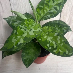 Aglaonema Pictum Tricolor Live Plant - Rare Camouflage Foliage, 4 inch Pot - Image 7