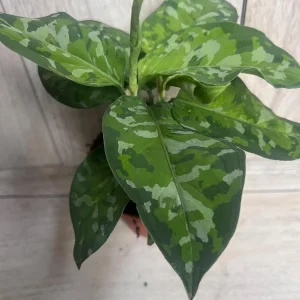 Aglaonema Pictum Tricolor Live Plant - Rare Camouflage Foliage, 4 inch Pot - Image 9