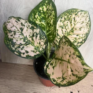 Aglaonema Pink Eileen in 6" Pot - Image 10