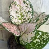 Aglaonema Pink Eileen in 6" Pot - Image 1