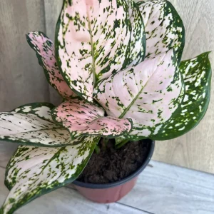 Aglaonema Pink Eileen in 6" Pot - Image 3