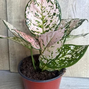 Aglaonema Pink Eileen in 6" Pot - Image 4