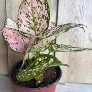 Aglaonema Pink Eileen in 6" Pot - Image 6
