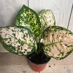 Aglaonema Pink Eileen in 6" Pot - Image 7