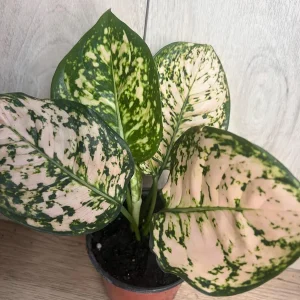 Aglaonema Pink Eileen in 6" Pot - Image 8