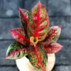 Aglaonema Red Stardust Live Plant – 2 inch Pot – Indoor Houseplant - Image 1