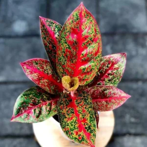 Aglaonema Red Stardust Live Plant – 2 inch Pot – Indoor Houseplant - Image 1
