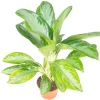 Aglaonema Silver Bay Live Plant – 6 inch Potted Houseplant – Indoor Foliage - Image 1