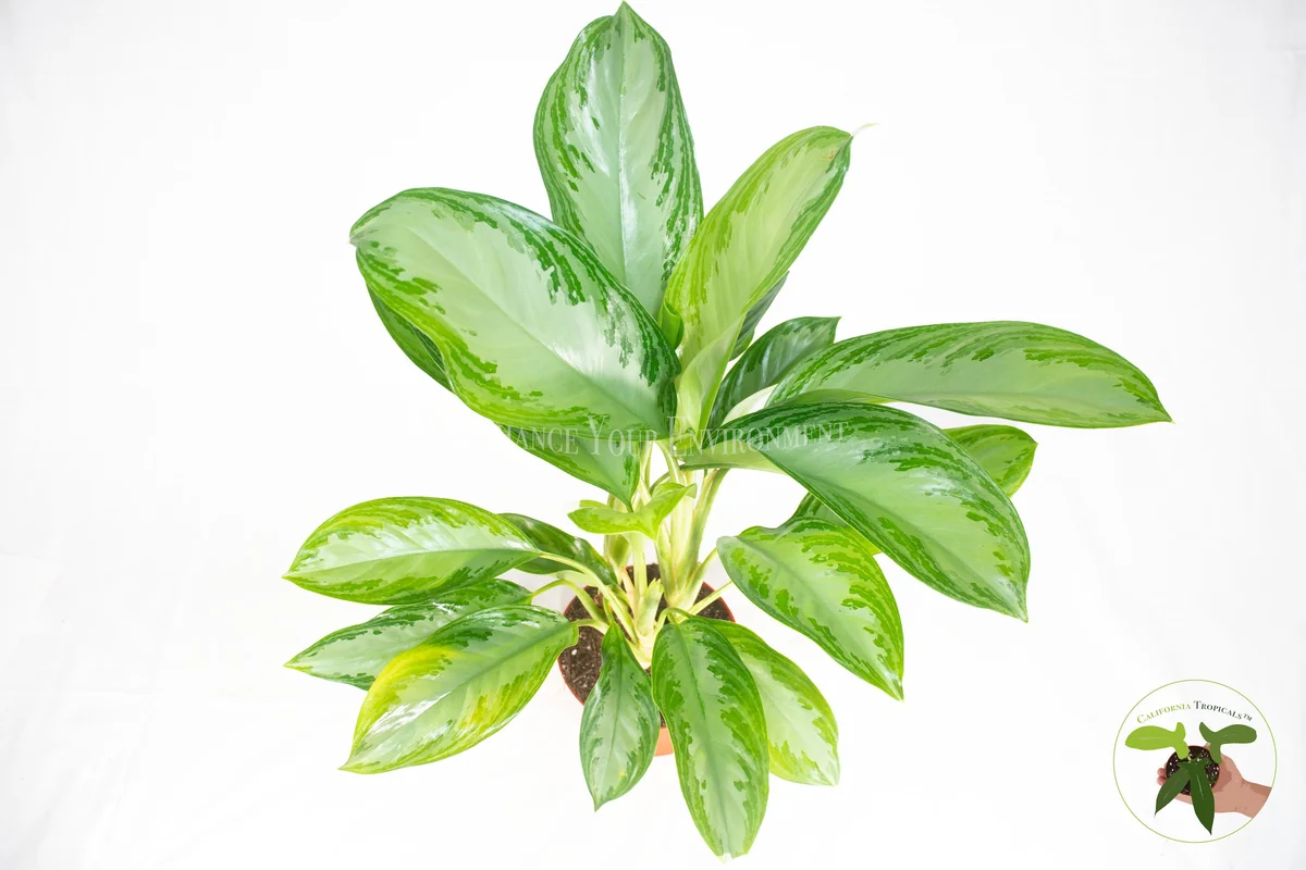 Aglaonema Silver Bay Live Plant – 6 inch Potted Houseplant – Indoor Foliage - Image 2
