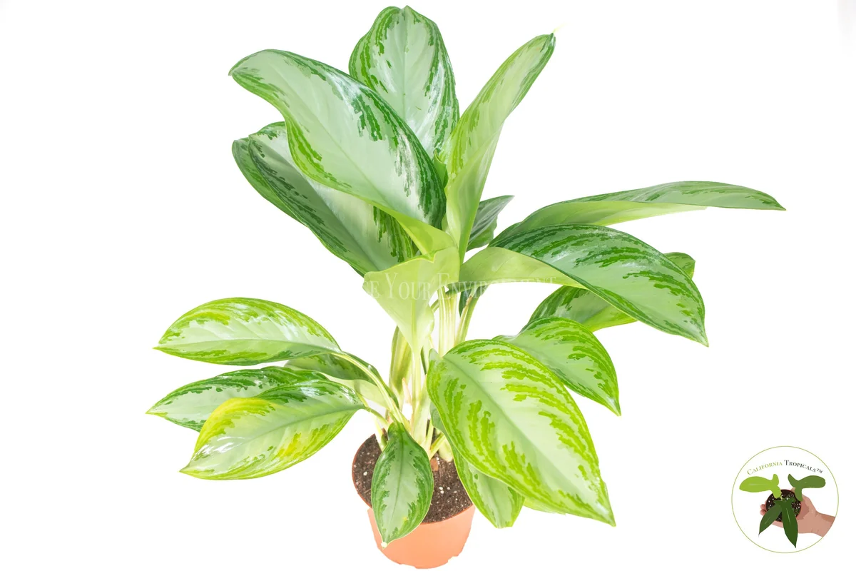 Aglaonema Silver Bay Live Plant – 6 inch Potted Houseplant – Indoor Foliage - Image 1
