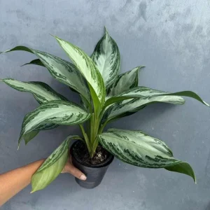 Aglaonema Silver Bay Live Plant - Variegated Chinese Evergreen - 4" Pot - Indoor Houseplant - Image 1