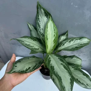 Aglaonema Silver Bay Live Plant - Variegated Chinese Evergreen - 4