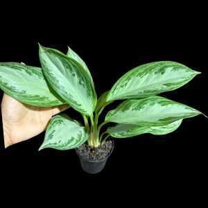 Aglaonema Silver Bay Live Plant – Variegated Chinese Evergreen – 4 inch Pot – Indoor Houseplant - Image 6