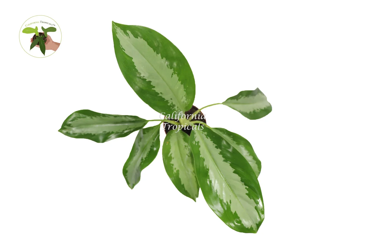 Aglaonema Silver Moon Live Plant – 4 inch Potted Houseplant – Indoor Foliage - Image 2