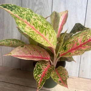 Aglaonema Sparkling Sarah Live Plant – 6 inch Pot – Indoor Houseplant - Image 4