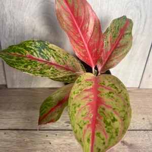 Aglaonema Sparkling Sarah Live Plant – 6 inch Pot – Indoor Houseplant - Image 7