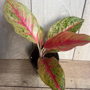 Aglaonema Sparkling Sarah Live Plant – 6 inch Pot – Indoor Houseplant - Image 8