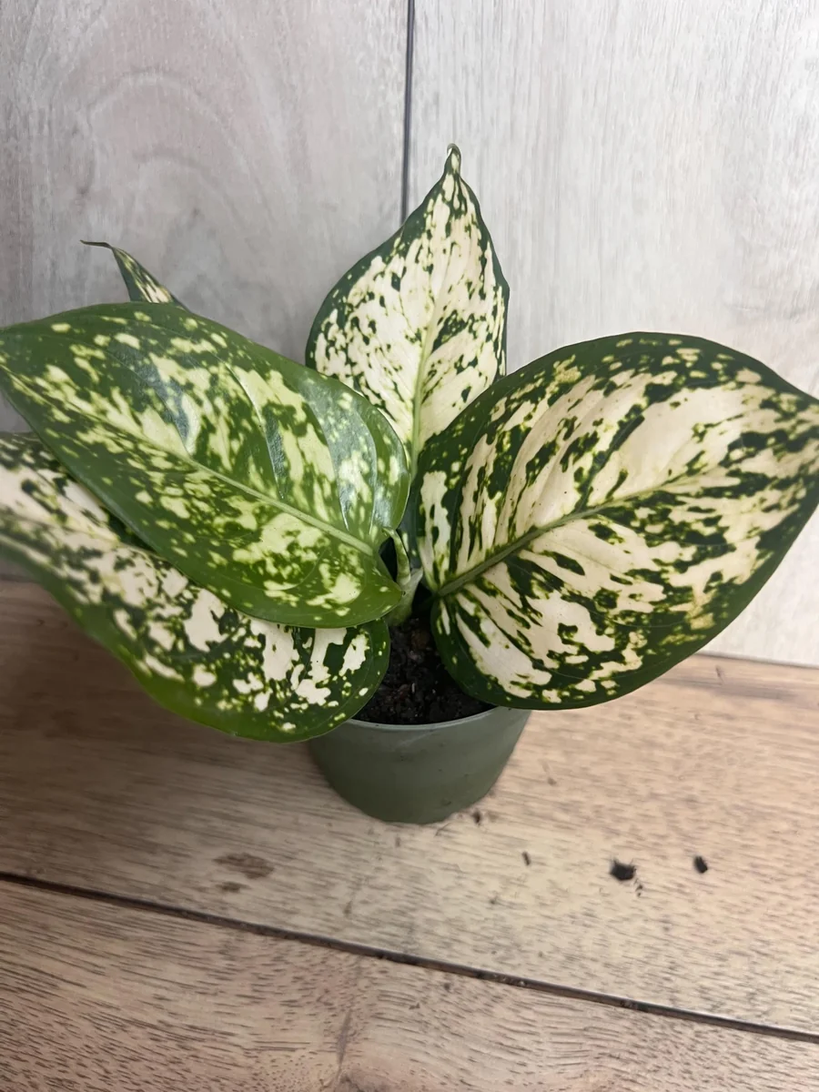Aglaonema White Eileen Live Plant - 6 inch Pot - Indoor Houseplant - Image 10