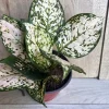 Aglaonema White Eileen Live Plant - 6 inch Pot - Indoor Houseplant - Image 1