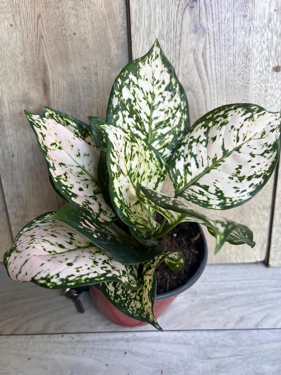Aglaonema White Eileen Live Plant - 6 inch Pot - Indoor Houseplant - Image 2