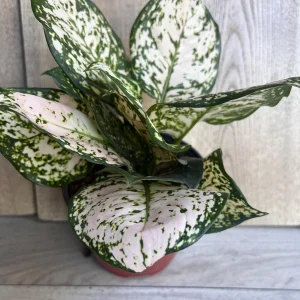 Aglaonema White Eileen Live Plant - 6 inch Pot - Indoor Houseplant - Image 3