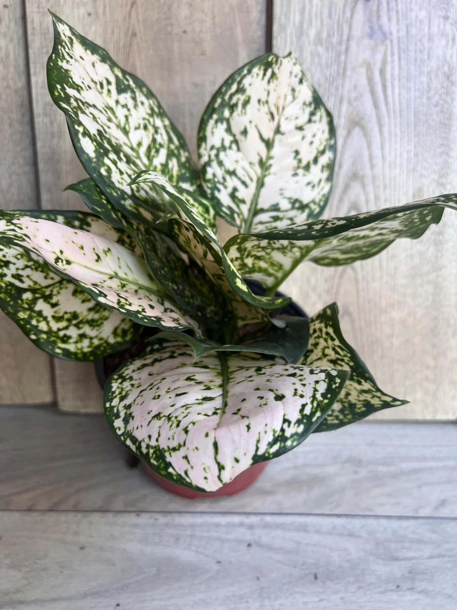 Aglaonema White Eileen Live Plant - 6 inch Pot - Indoor Houseplant - Image 3