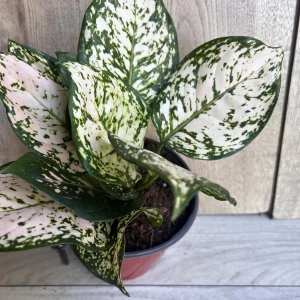 Aglaonema White Eileen Live Plant - 6 inch Pot - Indoor Houseplant - Image 1