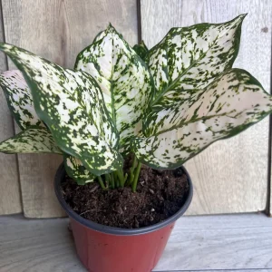 Aglaonema White Eileen Live Plant - 6 inch Pot - Indoor Houseplant - Image 4
