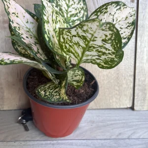 Aglaonema White Eileen Live Plant - 6 inch Pot - Indoor Houseplant - Image 5