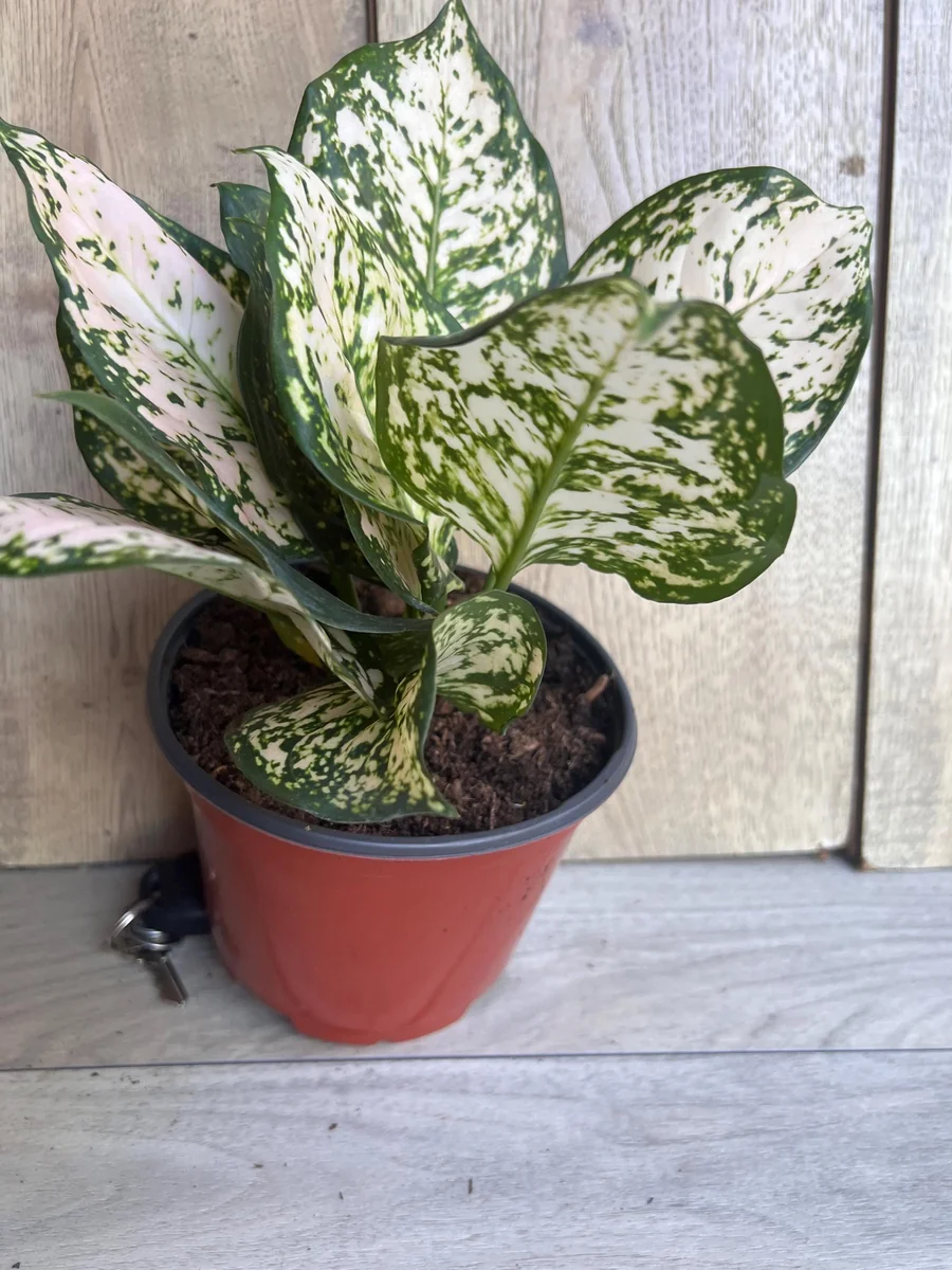 Aglaonema White Eileen Live Plant - 6 inch Pot - Indoor Houseplant - Image 5